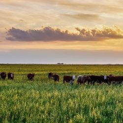 Grassy and treeless plain in southwest u.s. and south america