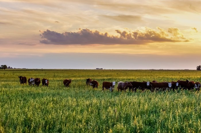 Grassy and treeless plain in southwest u.s. and south america