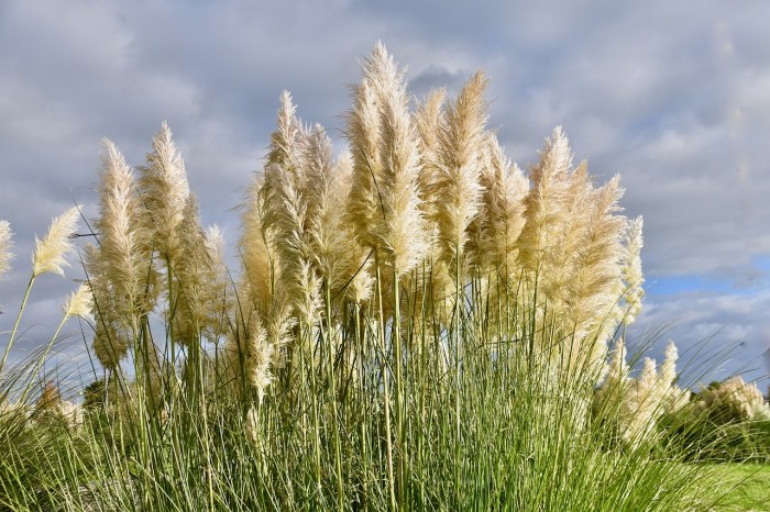 Grassy and treeless plain in southwest u.s. and south america